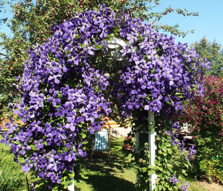 Клематис крупноцветковый (капер) Жакмани