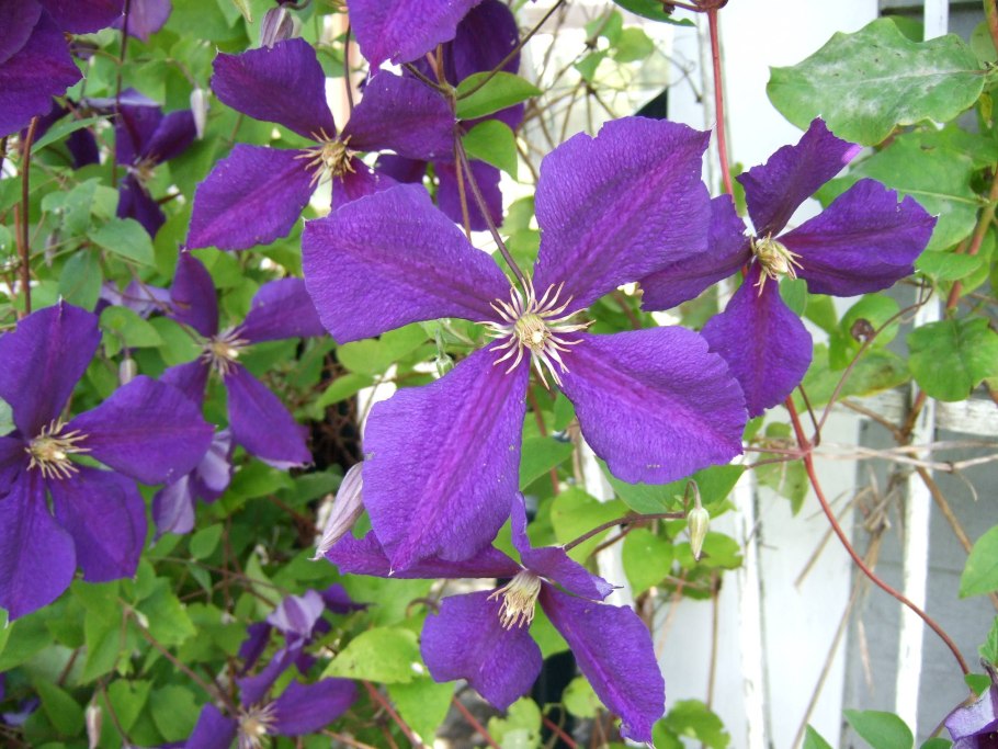 Клематис Jackmanii purpurea