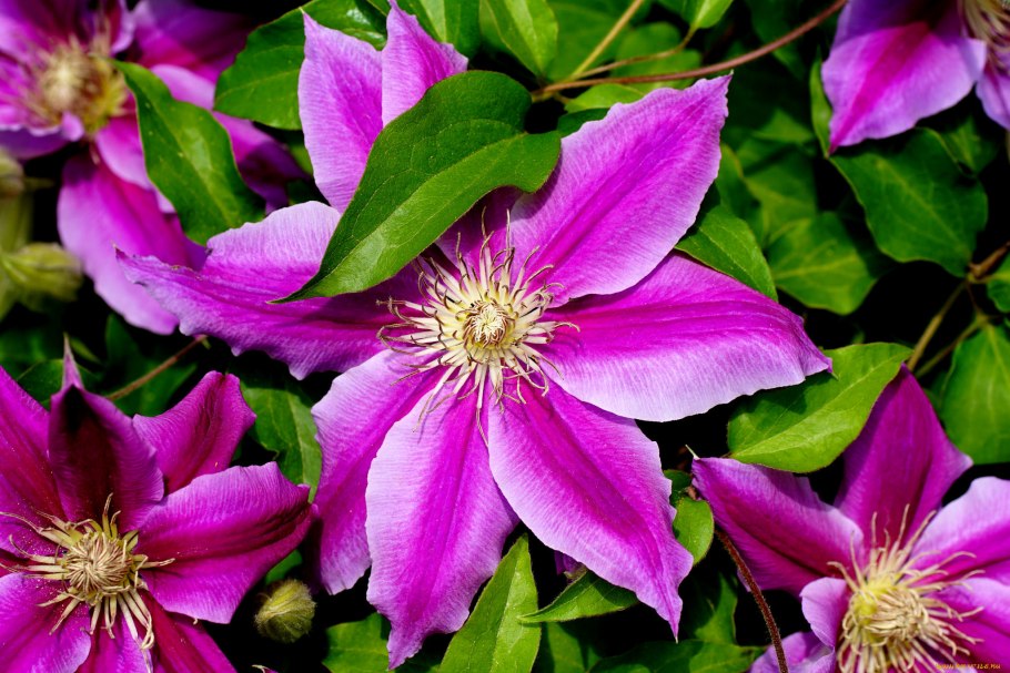Клематис ползучий