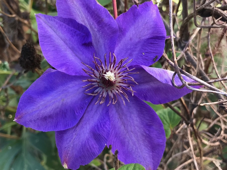 Клематис Жакмани