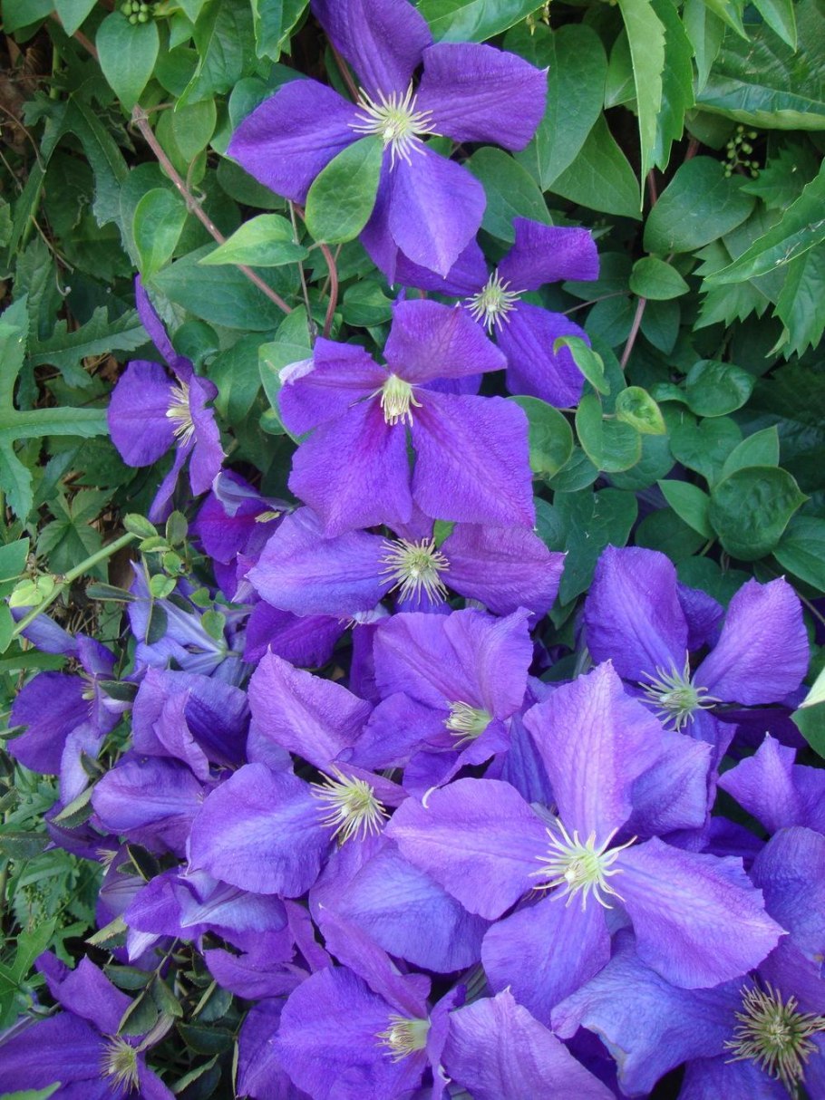 Клематис Жакмана Суперба