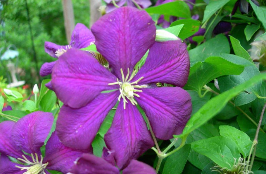 Клематис крупноцветковый Жакмана Пурпуреа