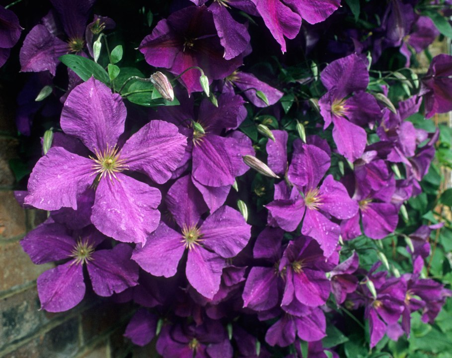Клематис Жакмана Пурпуреа Clematis Jackmanii purpurea