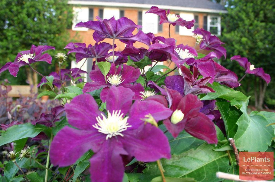 Клематис гибридный Jackmanii