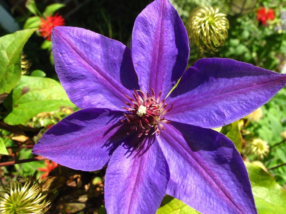 Клематис Жакмана синий