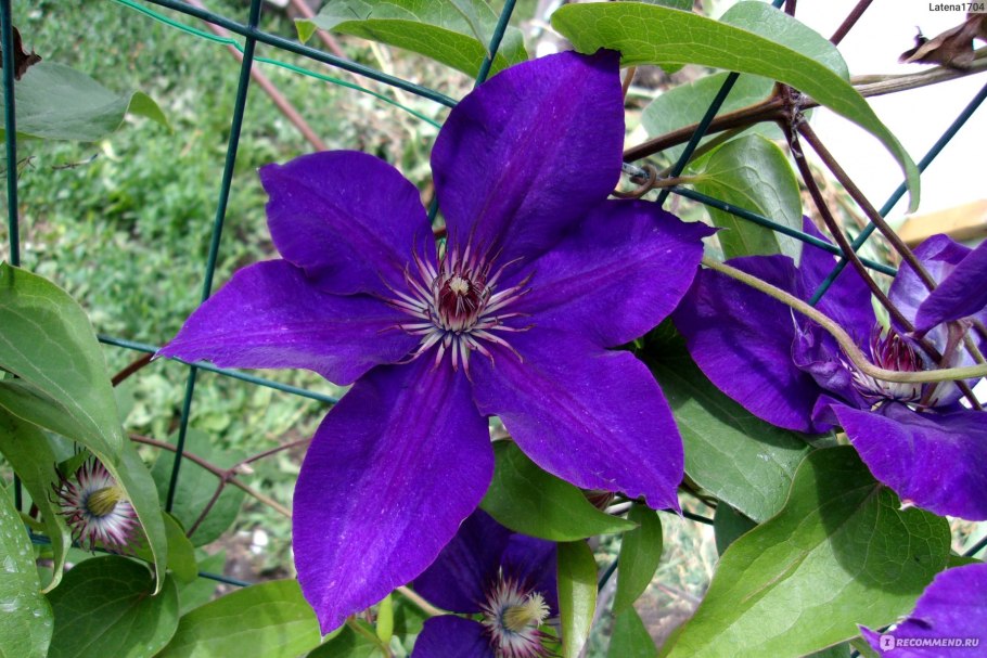 Клематис Лоусония