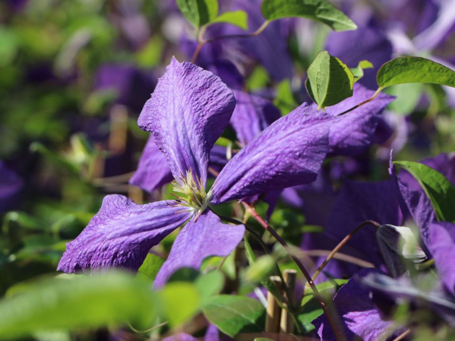 Клематис Жакмана Jackmanii