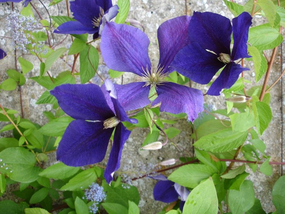 Клематис Jackmanii