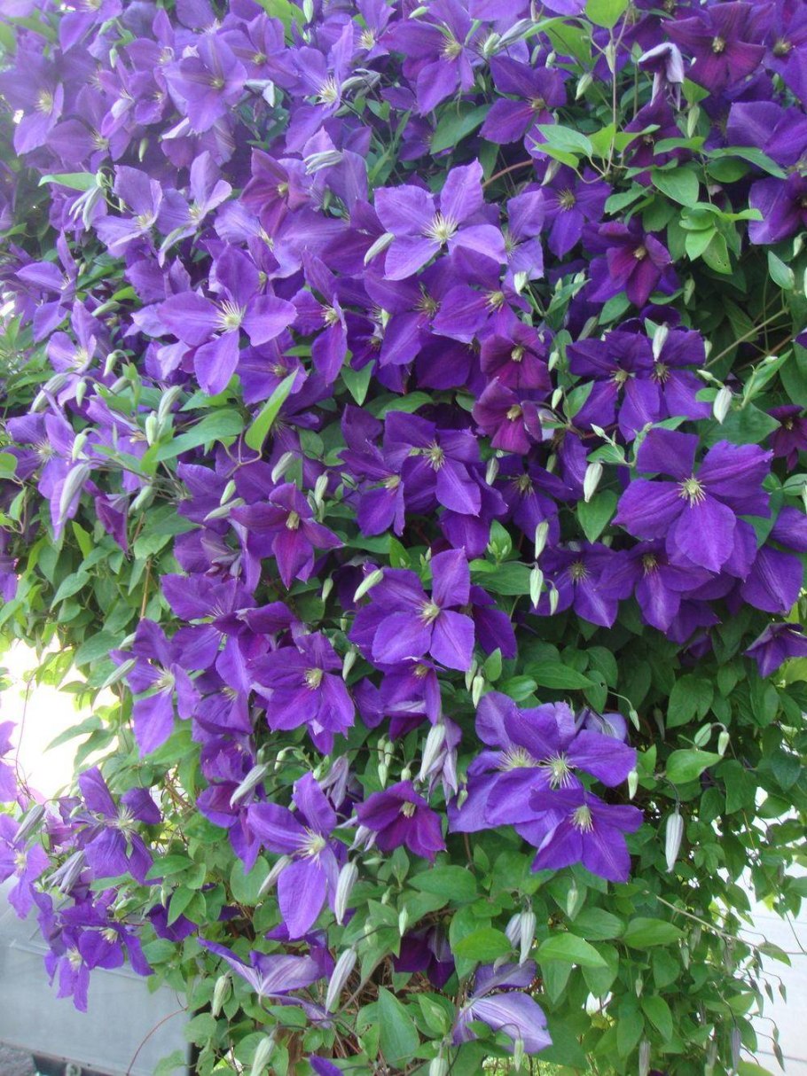 Клематис Jackmanii