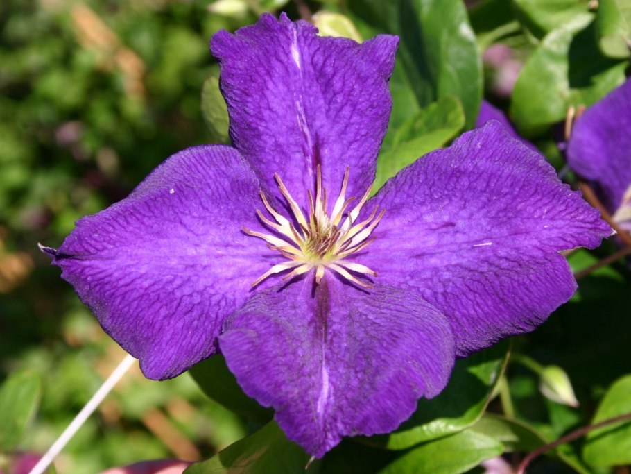 Клематис Жакмани