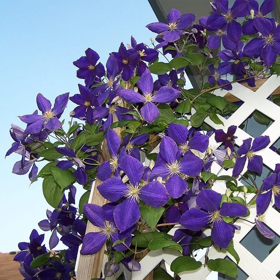 Клематис Jackmanii