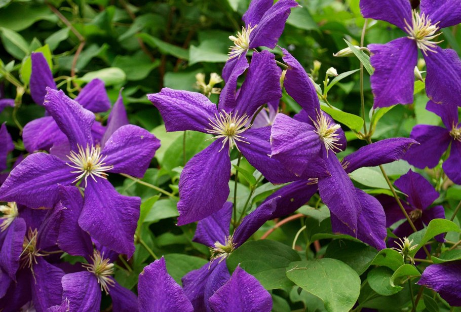 Клематис крупноцветковый Барбара