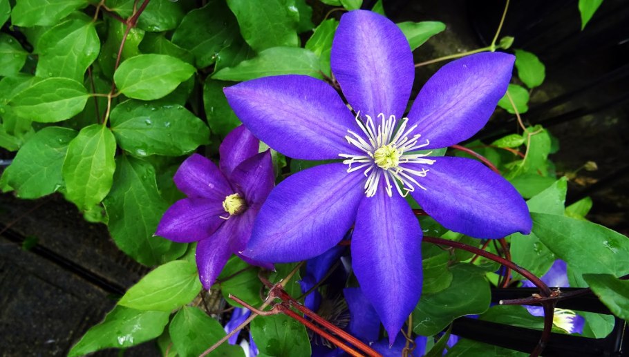 Клематис Эриостемон