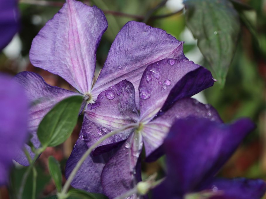 Клематис гибридный Жакманна