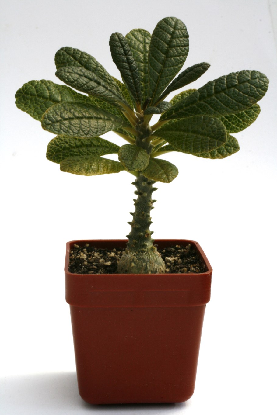 Дорстения гигантская Dorstenia Gigas