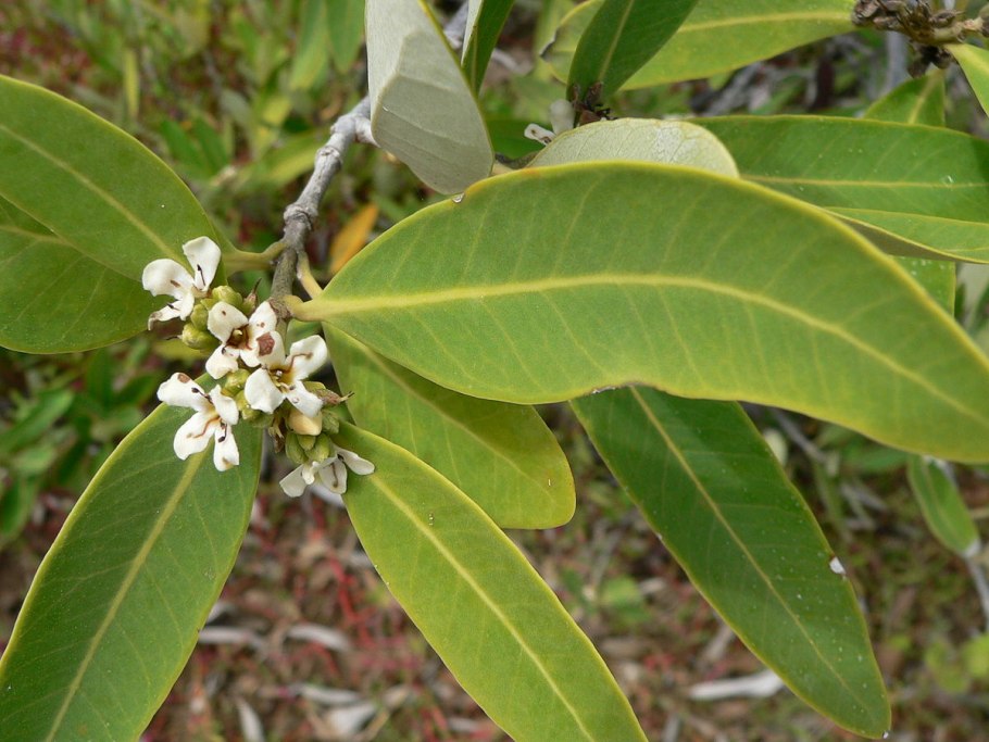 Avicennia germinans