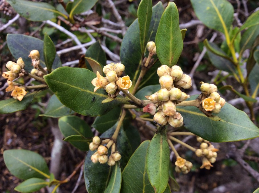Avicennia germinans
