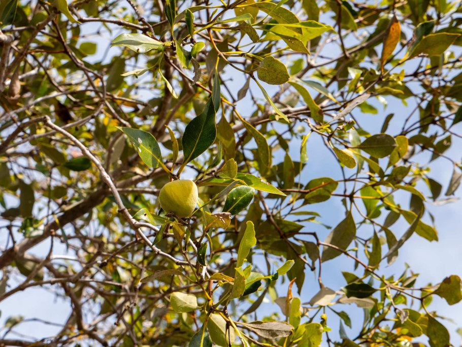 Avicennia мангры