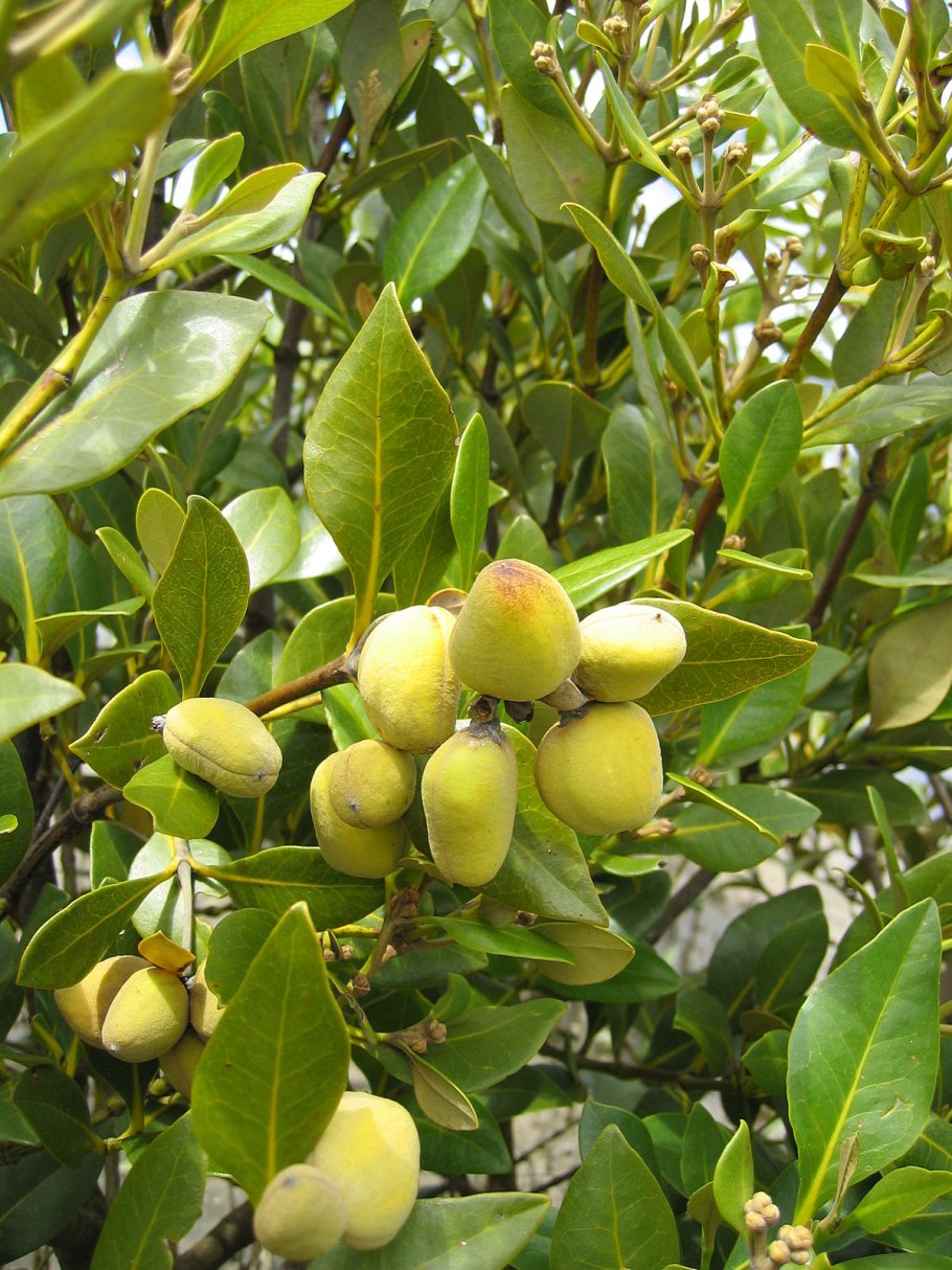 Avicennia resinifera
