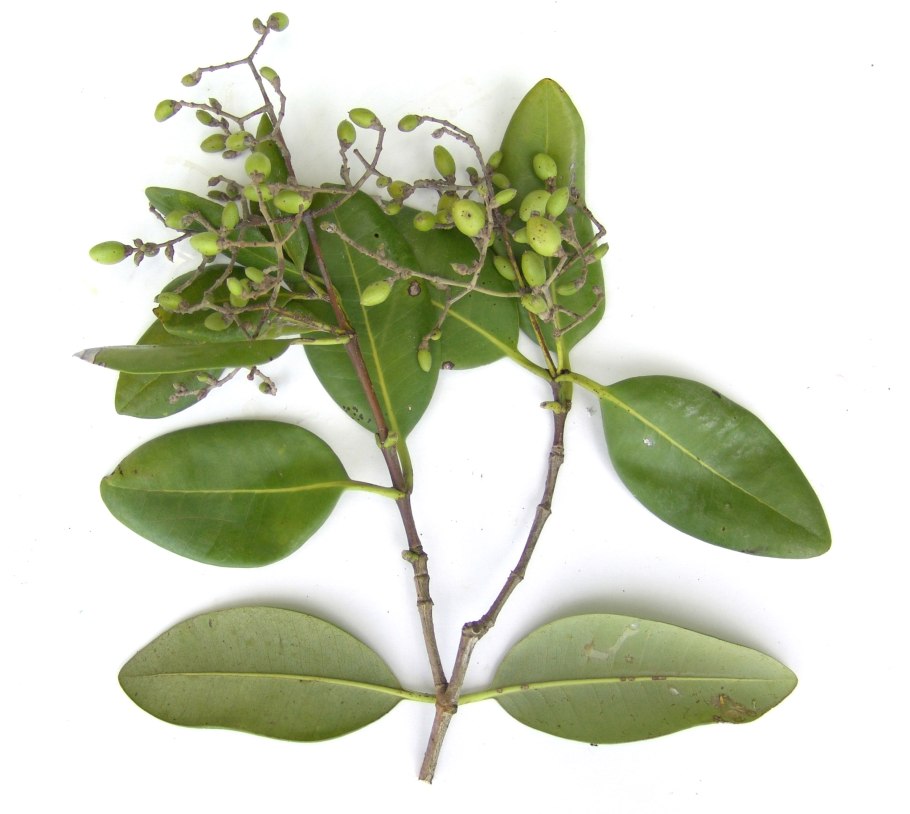 Авиценния (Avicennia