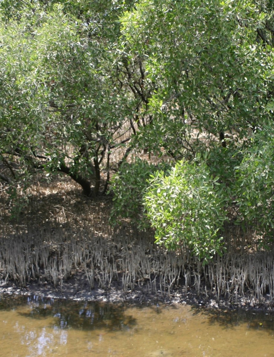 Авиценния (Avicennia