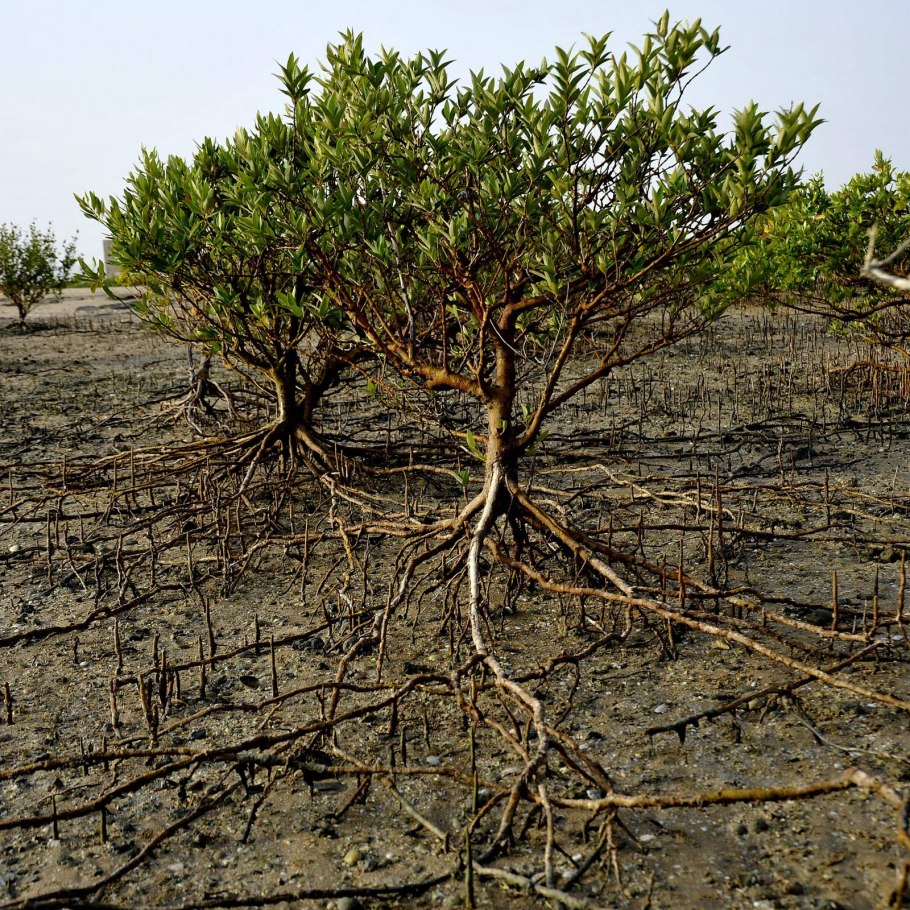 Avicennia germinans