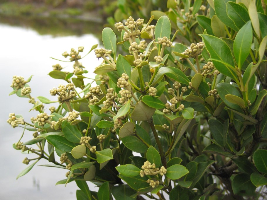 Avicennia germinans