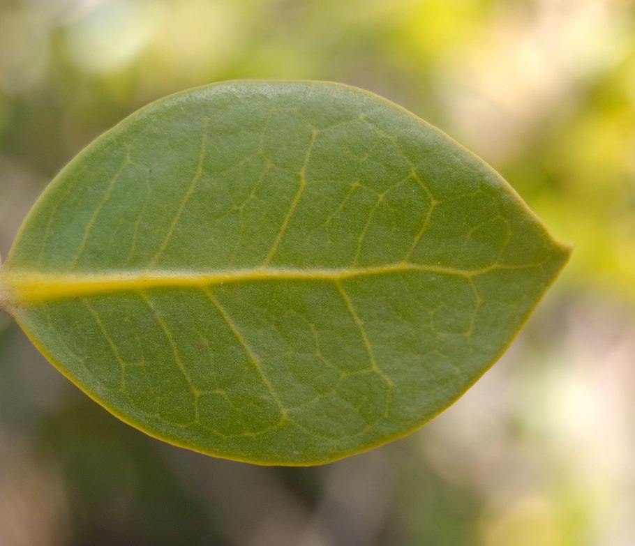 Avicennia мангры