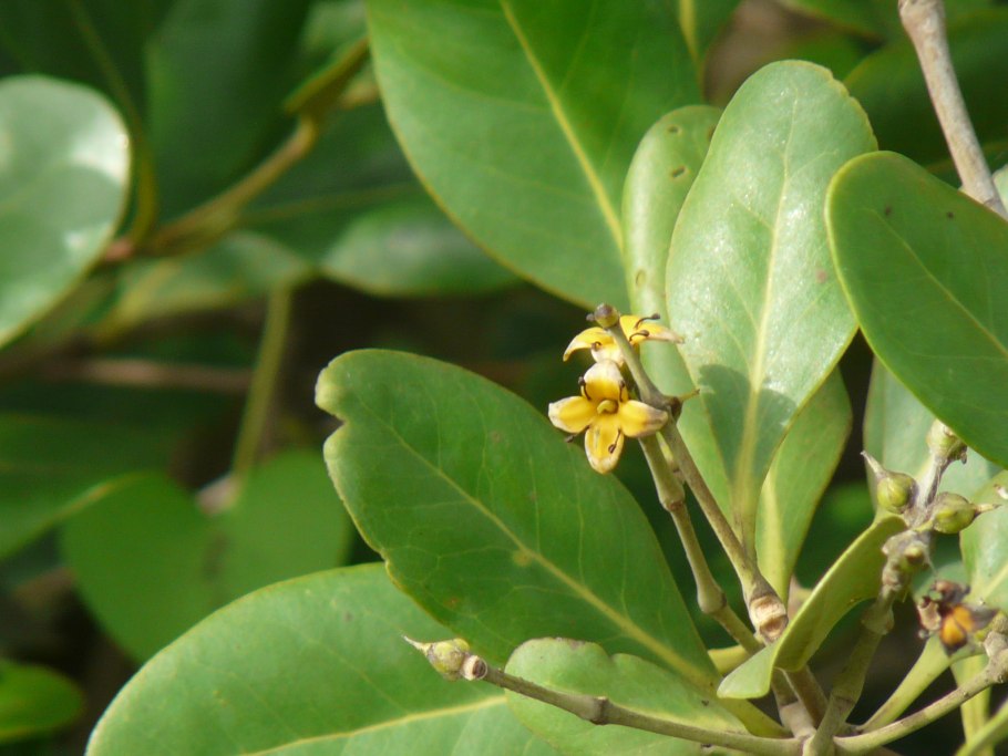 Avicennia germinans