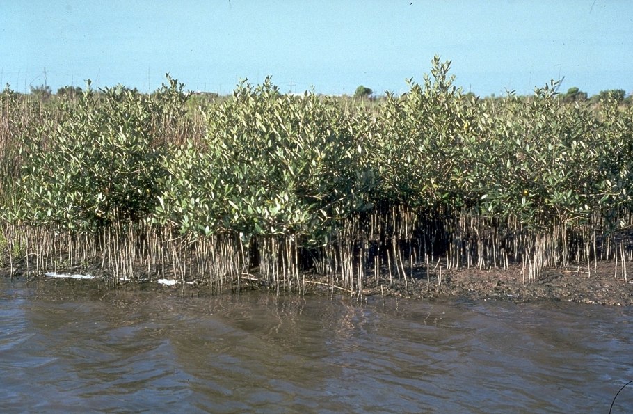 Авиценния (Avicennia