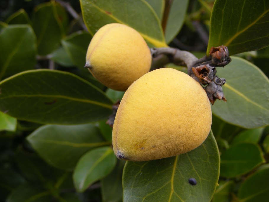 Avicennia Marina