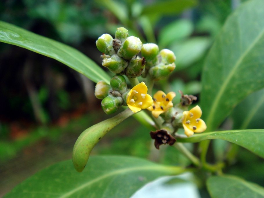 Avicennia мангры