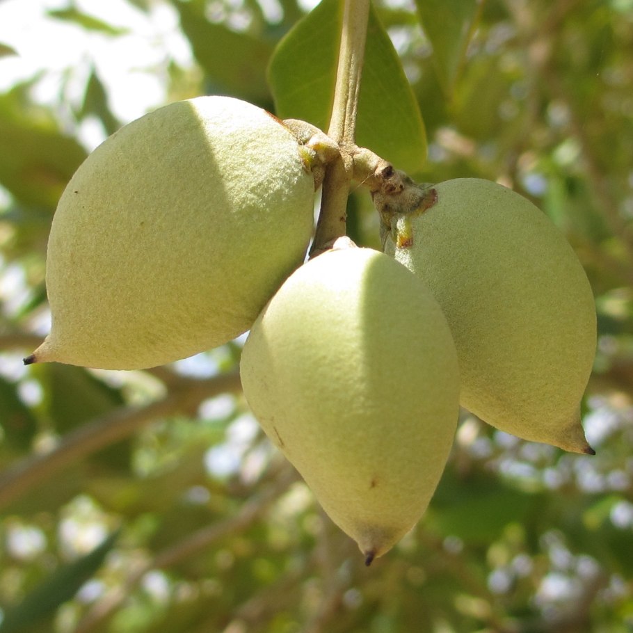 Avicennia, Sonneratia
