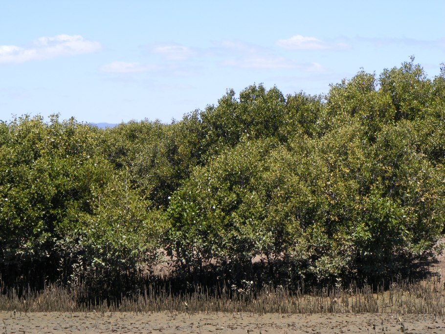 Avicennia, Sonneratia