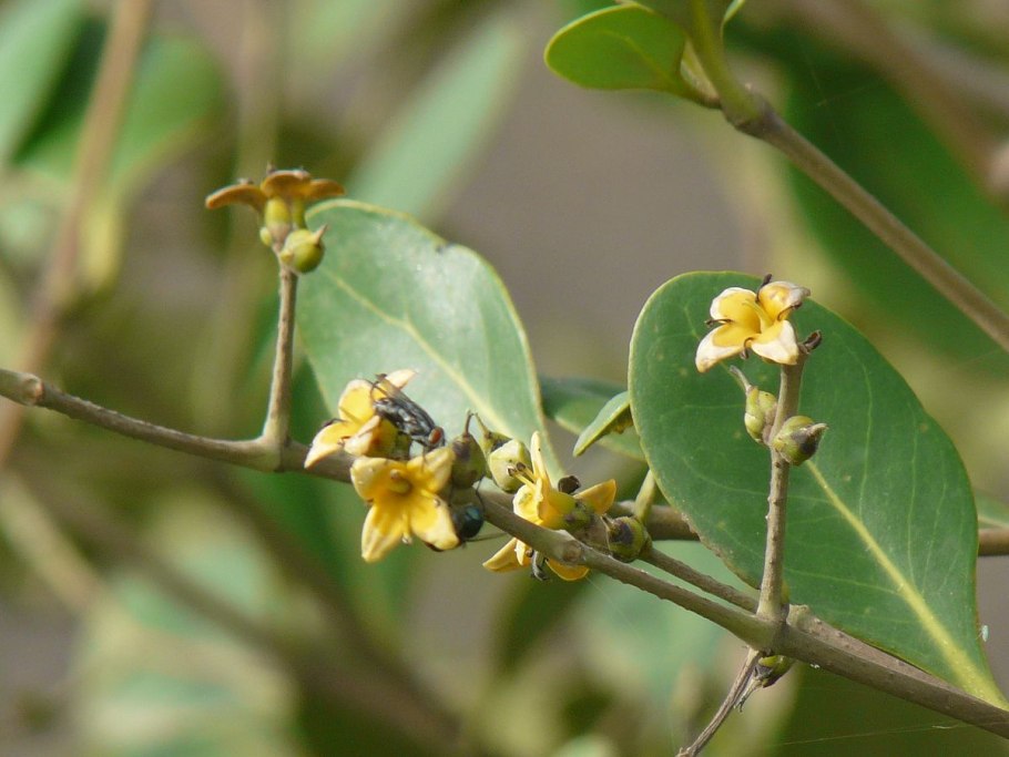 Avicennia germinans