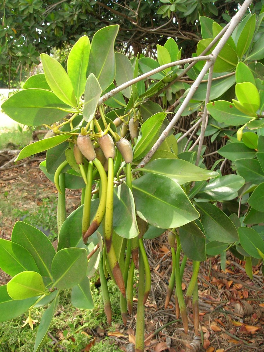 Avicennia мангры