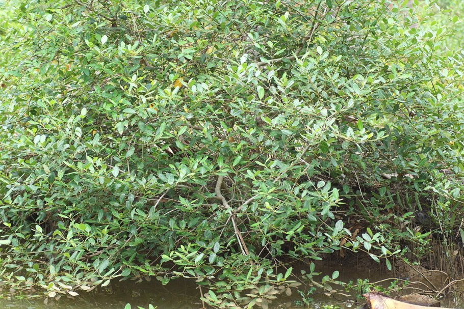 Avicennia resinifera