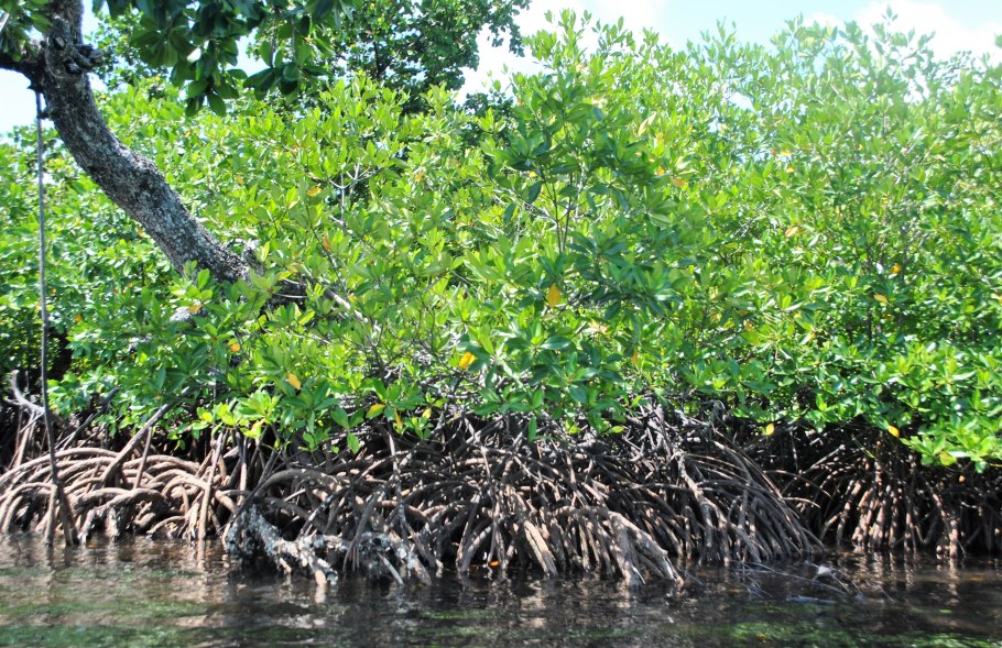 Авиценния морская Avicennia Marina