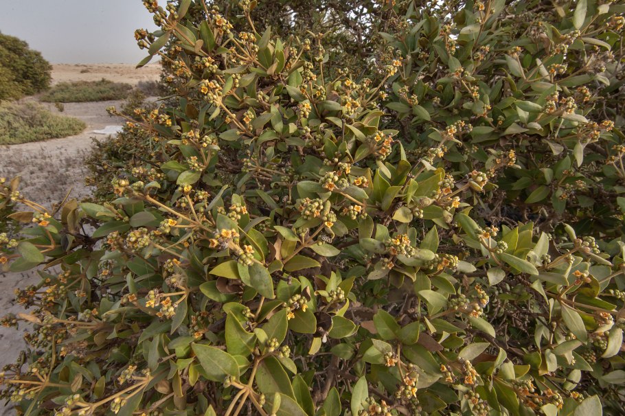 Mangroves leaves to make Medicine