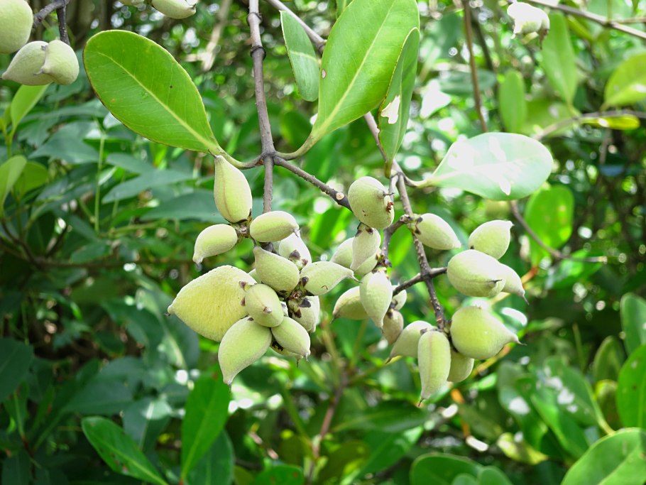 Avicennia resinifera