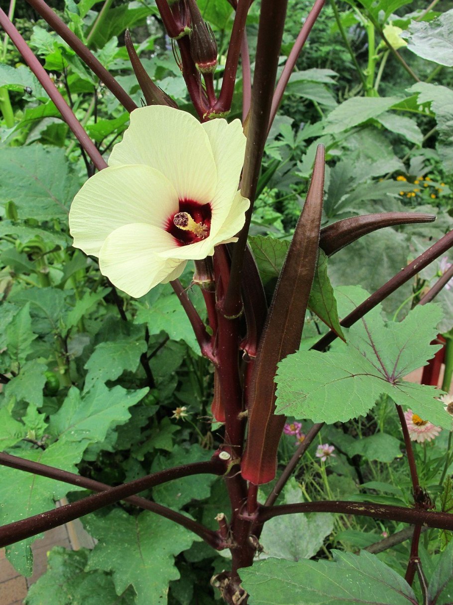 Это окра (абельмош