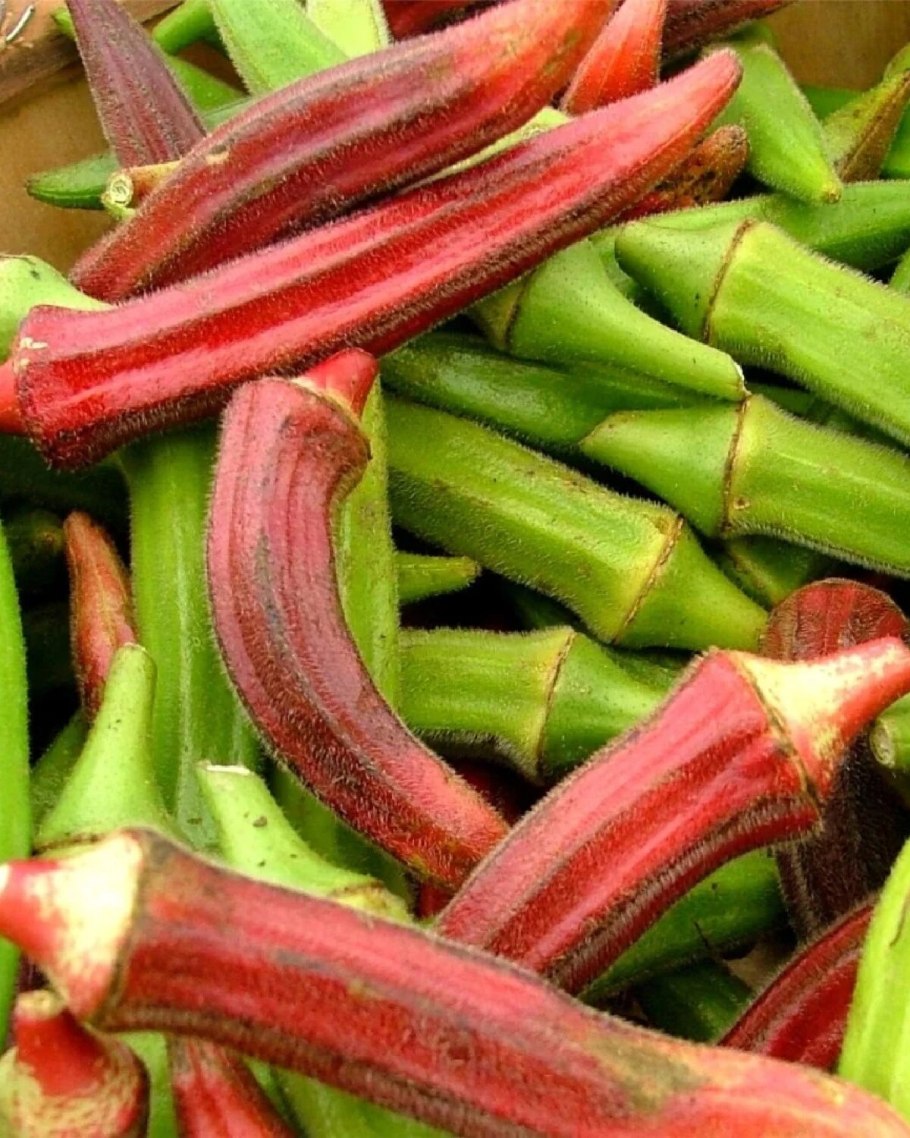 Фасоль Бамия