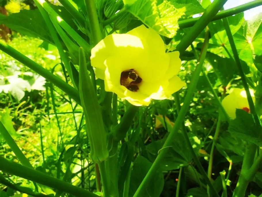 Бамия цветок фото