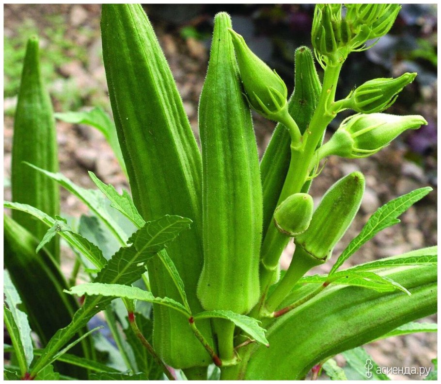 Бомбея растение