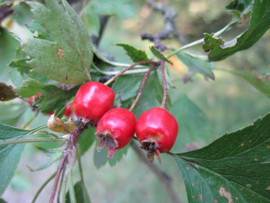 Боярышник Максимовича (Crataegus maximowiczii)