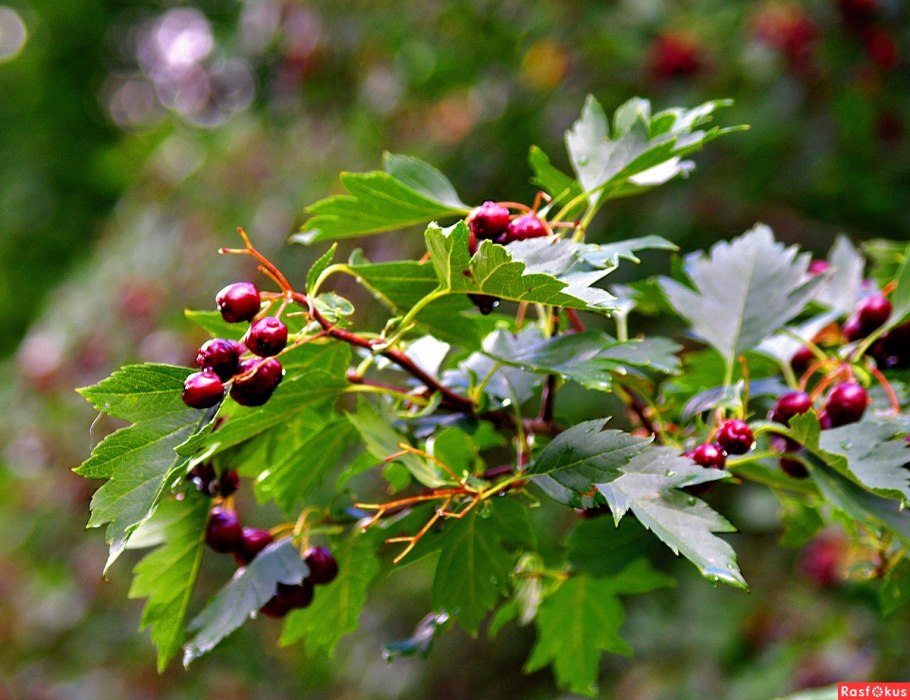Боярышник обыкновенный Crataegus laevigata