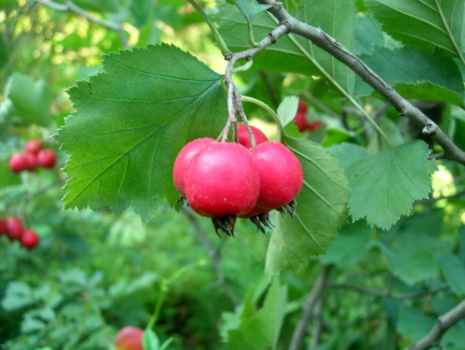 Crataegus monogyna