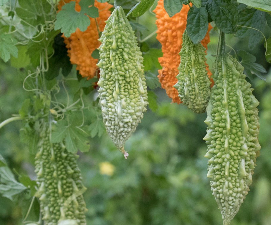 Момордика нефрит