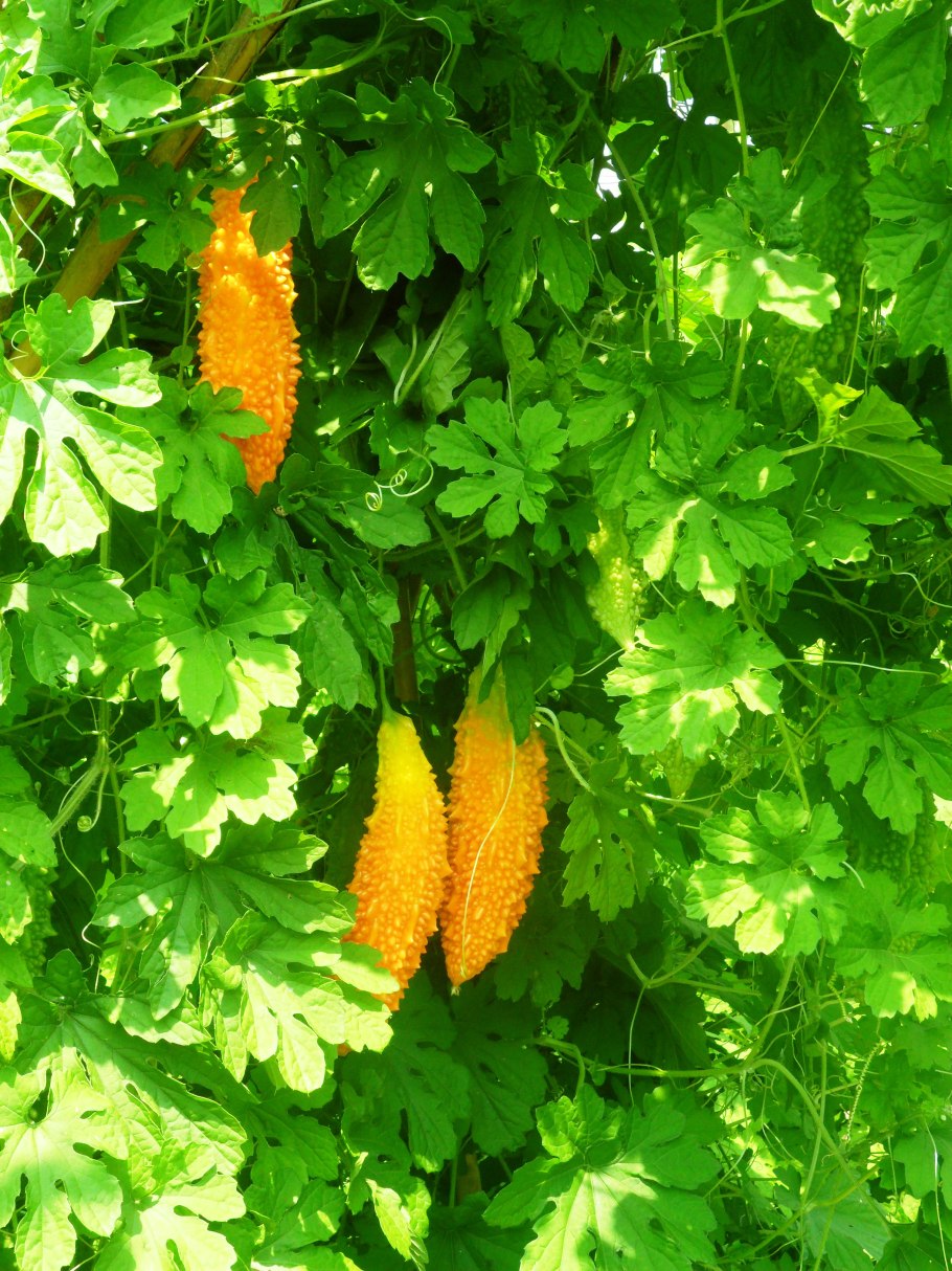 Момордика желтый дракон