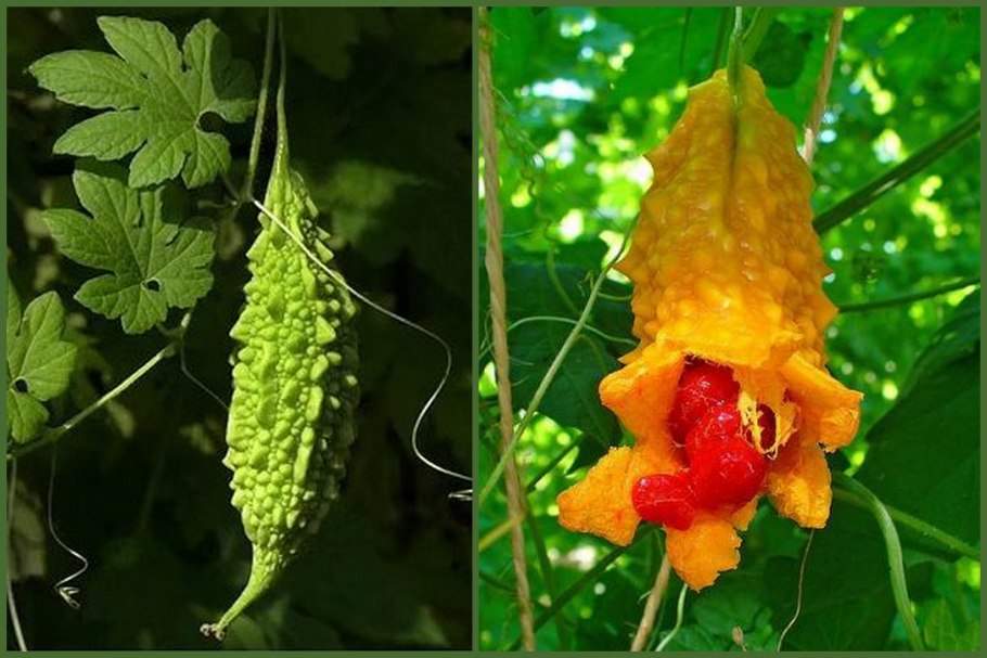 Момордика бальзамическая